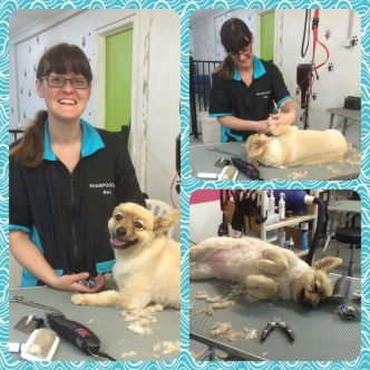 Sasha's first groom at Shampooches.  Lovely to see her so relaxed!